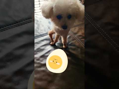 食得未呢？ #poodle #dogshorts