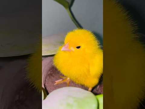 Cute hen chick color baby #hen #chicks #cute #birds