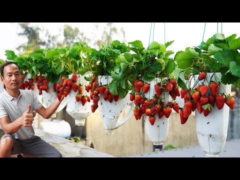 Grow Strawberries On Your Balcony FAST Ultimate Guide To Balcony Gardening