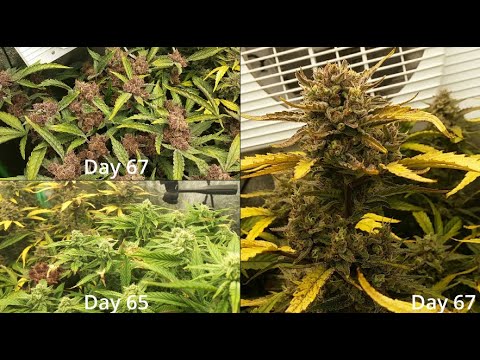 How I Grow! -S1E11- When to Harvest, Checking Trichomes