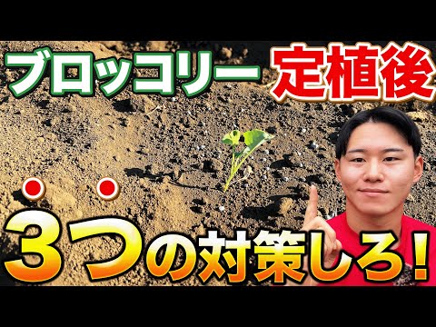 【植えたらすぐ！】ブロッコリー定植後に必ずやる作業について