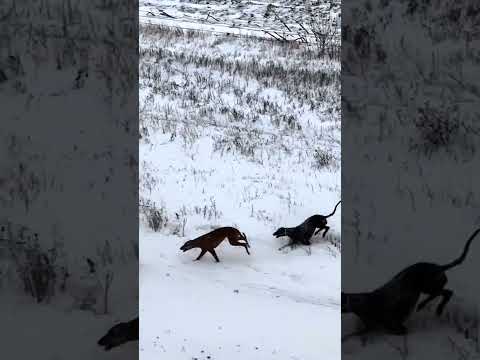 Coyote Hunting With Greyhounds! #coyote #Huntingwithdogs