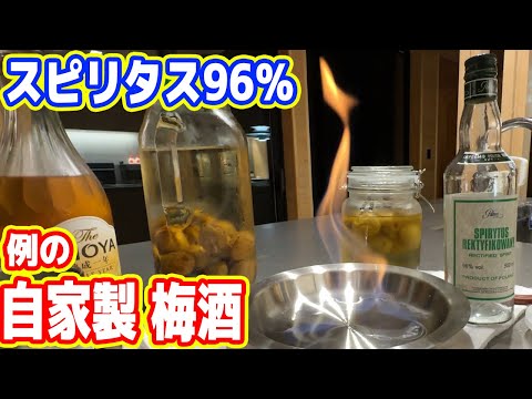 【スピリタス梅酒96％】地獄の自家製梅酒が完成！飲んだ結果、死亡寸前です(´;ω;｀)