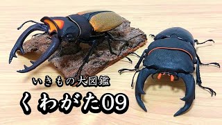 【神ガチャ】大迫力！！最新のクワガタのガチャガチャがヤバすぎる！！【いきもの大図鑑くわがた09】