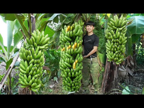 900 Days in Forest Harvest Big Bananas, Grow Vegetables, Asparagus, Potatoes, Go To Market Sell