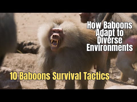 10 Baboons Survival Tactics 🐵 How Baboons Adapt to Diverse Environments 🐒 Baboon Intelligence