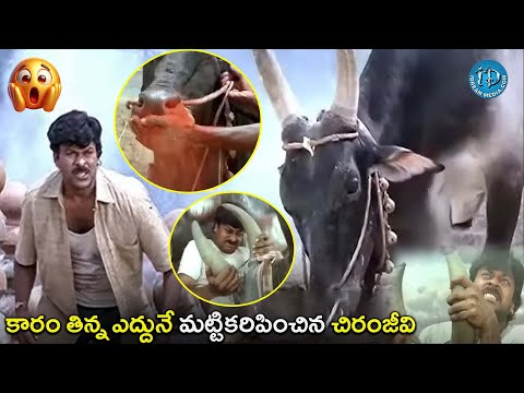 మట్టికరిపించిన చిరంజీవి | Aapadbandhavudu Movie Chiranjeevi Bull Fight Scene | @iDreamCelebrityMasti