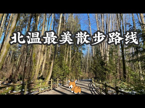 🇨🇦北温哥华超舒適散步路线Mosquito Creek Trail 往返8公里纯天然森林步道天然大氧吧｜跑步骑行遛狗友好best walking trail in North Vancouver