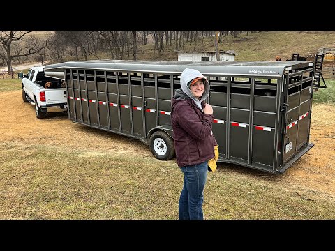 Hauling Calves