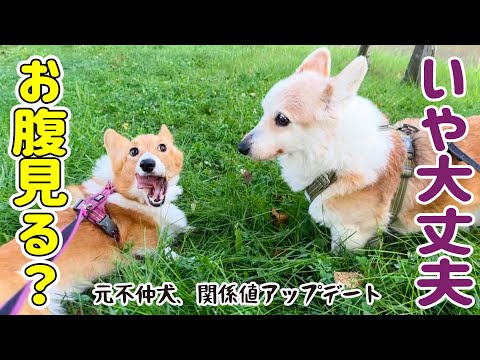 なんだかんだ特別な存在なんです【家庭内別居犬】