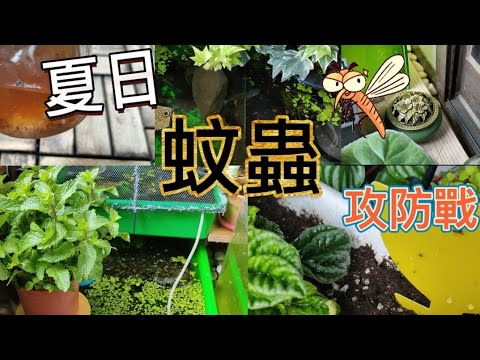 夏日小黑飛&蚊蟲攻防戰|防蚊子|天然驅蟲|Eco friendly Mosquito repellent&traps|植物男子