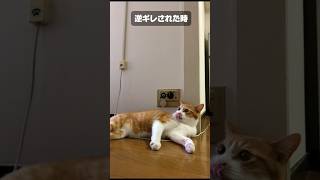 おしゃべり猫の激バズ特集。　#shorts