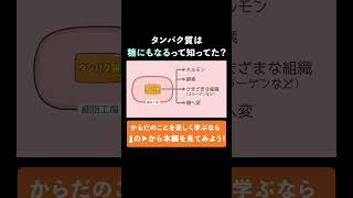 【切り抜き】タンパク質の本質～アミノ酸ってなに？～　消化吸収シリーズ②