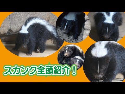 ☆シマスカンク全頭紹介します☆