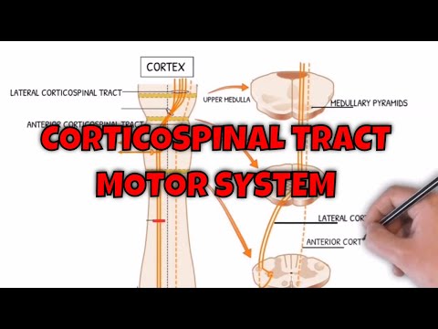 Corticospinal Tract - Motor System Neuroanatomy | Neuroaholics