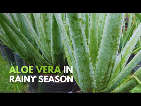 How To Take Care of Aloe vera During The Rainy Season