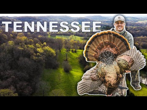 NASHVILLE TURKEY HUNTING: This Place Was LOADED!!