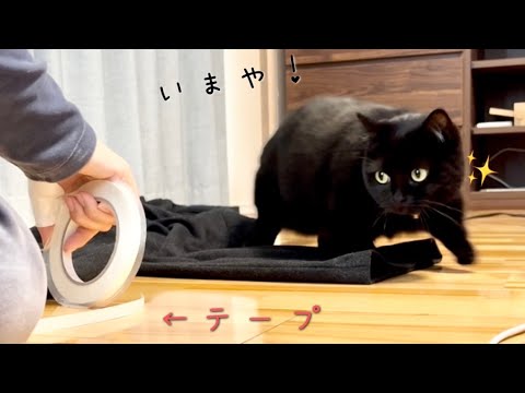 テープで遊びたくてこっそり持って行こうと試行錯誤する黒猫