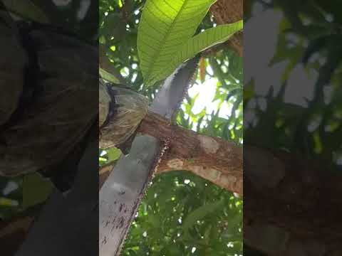 Cutting marcotted mango tree branch #shorts