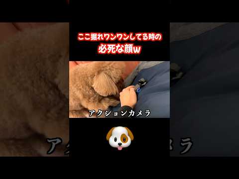 これは事故映像 #犬