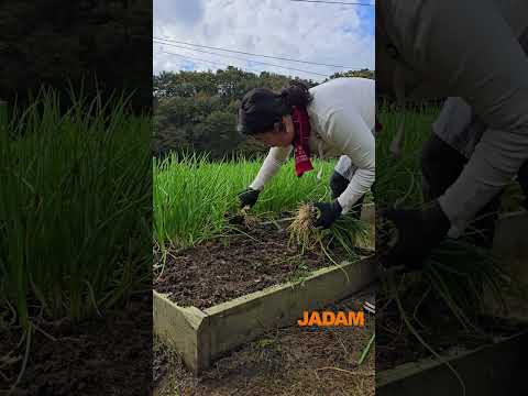 JADAM Organic Green Onion Kimchi #organickimchi