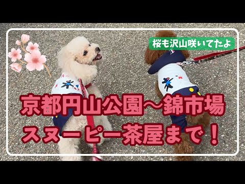 京都円山公園～錦市場スヌーピー茶屋までNo 1【円山公園～鴨川】