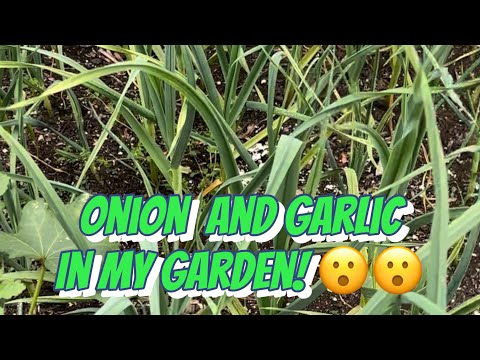 Onion and Garlic in my Garden! 😮🧄 🧅 | vegetable garden | Onion and Garlic | Jin Moore