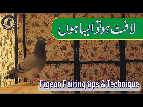 Pigeon Pairing With Different Techniques | Pigeon Cote | Waleed Alam | Ghakar Loft