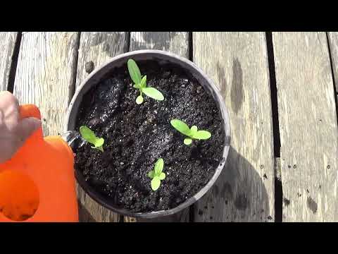 Planting Zinnia Seedlings Into A Planter