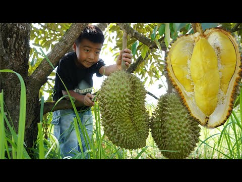 Durian fruit season, Harvest Durian fruit and cooking - Chef Seyhak