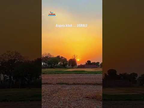 Apana khet JAWALI....🌾🌾🏞️🌅 #khet #Jawali #shots #highlight_video #jawali  #instagram #reels #form