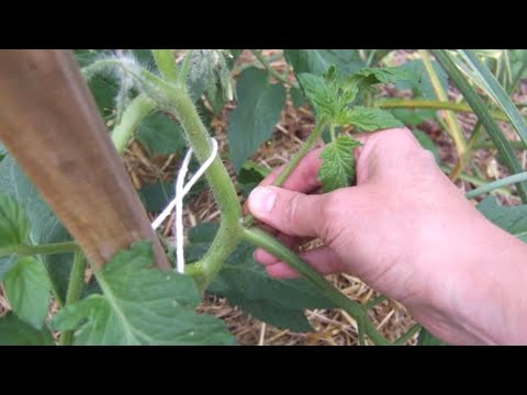 Immediately throw these leaves on the tomatoes and the fruit will be twice the size