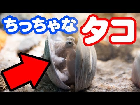 【魚図鑑　イイダコ】テンヤ　リール竿で沖釣り！初心者の疑問解決！