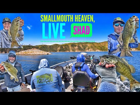 Smallmouth Heaven, Bass Trifecta, Live Shad pt.2-Castaic Lake