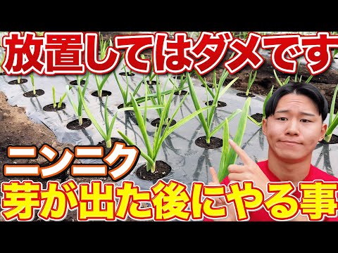 【大きくしたいなら】ニンニク栽培で芽が生えそろってきたらやる〇〇作業について