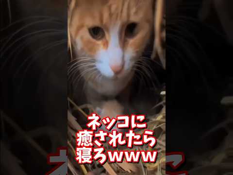 ネッコの動画で癒されたら寝ろｗｗｗ　#2ch #2ch動物スレ #2ch面白いスレ #動物 #犬 #猫 #癒やし #ねこ