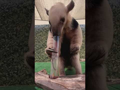 Slo-mo Snacks with Otis the Tamandua