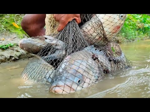 Fish catch by net 🐠🐟🐬🐟😱😱 Masti With Farhan #video #mastiwithfarhan