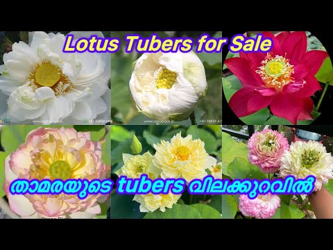 അടിപൊളി താമരയുടെ Tuber വിലക്കുറവിൽ7902402312 #malayalam #garden #youtube #trending #youtubevideos