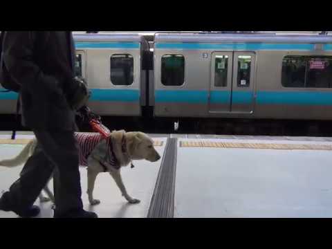 【ノーカット】 朝のJR首都圏通勤電車が人身事故で絶賛遅延中 駅員さんがマイクで大忙し