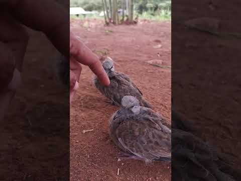 baby dove