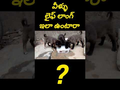 వీళ్ళు లైఫ్🐕లాంగ్ ఇలా ఉంటారా?? #shorts #ytshots