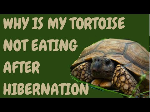 Why Is My Tortoise Not Eating After Hibernation