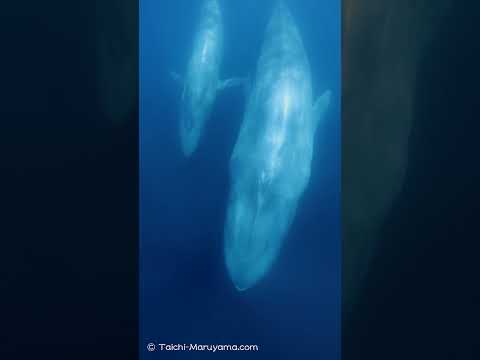 🐋シロナガスクジラの親子が目の前から！