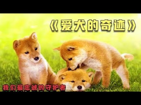 《爱犬的奇迹》危险来临时守护你身边的永远是忠诚的狗狗