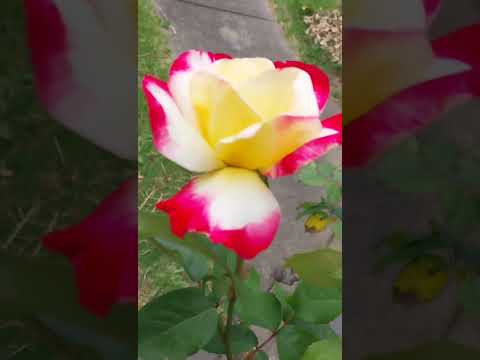 Two colours rose 双色玫瑰 #黄玫瑰 #红玫瑰 #玫瑰花 #玫瑰 #yellowrose #redroses #rose