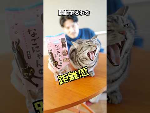 猫の目の前で肉球のお菓子を開封したら・・・ #shorts #猫のいる暮らし #アフレコ