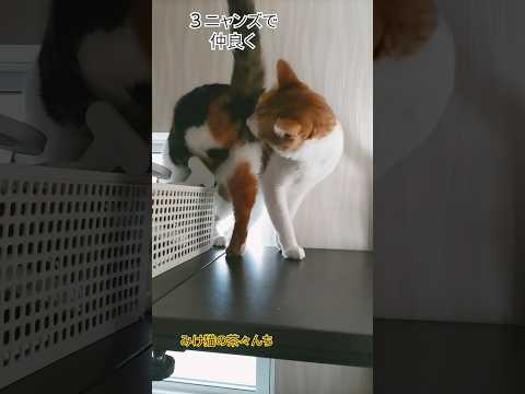 ３ニャンズ　#三毛猫#茶トラ#子猫#cutecat #猫のいる暮らし #funny