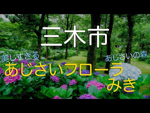 【兵庫県三木市】１５,０００本が咲き誇るあじさいフローラみき/ 観光Vlog/ An Ajisai (Hydrangea) Forest in Miki City, Hyogo Japan.