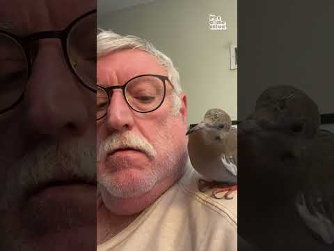 Funny Bird Won't Stop Pecking Man!